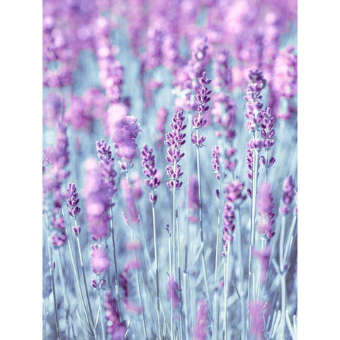 Lavender Black Modern Wood Framed Art Print by Frank, Assaf