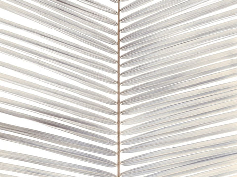 Palm leaf close-up White Modern Wood Framed Art Print with Double Matting by Frank, Assaf