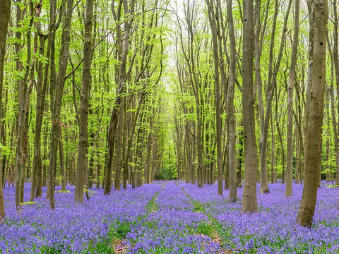 Bluebell wood path White Modern Wood Framed Art Print with Double Matting by Frank, Assaf