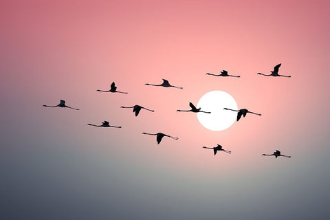 Flamingo Sunset White Modern Wood Framed Art Print with Double Matting by Frank, Assaf