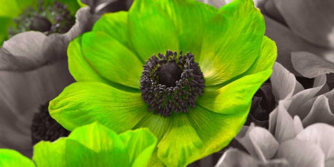 AF20111223 Anemone 008C15-2 Green Black Ornate Wood Framed Art Print with Double Matting by Frank, Assaf