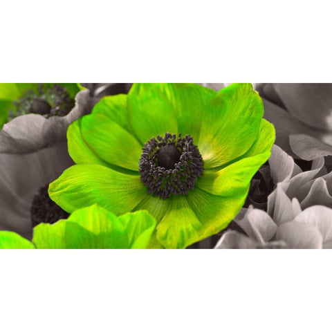 AF20111223 Anemone 008C15-2 Green Black Modern Wood Framed Art Print by Frank, Assaf