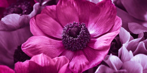 AF20111223 Anemone 008C15-2 RaspberryC01 Black Ornate Wood Framed Art Print with Double Matting by Frank, Assaf