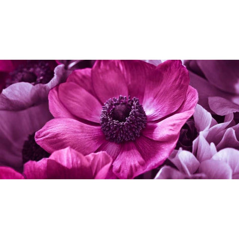 AF20111223 Anemone 008C15-2 RaspberryC01 Gold Ornate Wood Framed Art Print with Double Matting by Frank, Assaf