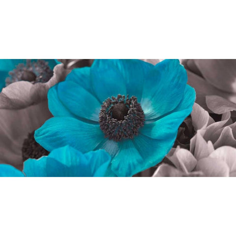 AF20111223 Anemone 008C15-2 Teal White Modern Wood Framed Art Print by Frank, Assaf