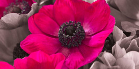 AF20111223 Anemone 008C15-2 Raspberry Black Ornate Wood Framed Art Print with Double Matting by Frank, Assaf