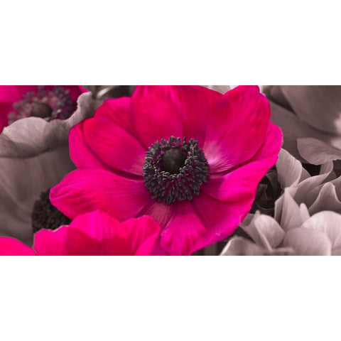 AF20111223 Anemone 008C15-2 Raspberry White Modern Wood Framed Art Print by Frank, Assaf