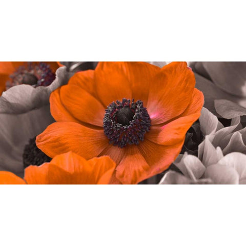 AF20111223 Anemone 008C15-2 RedC01 Gold Ornate Wood Framed Art Print with Double Matting by Frank, Assaf