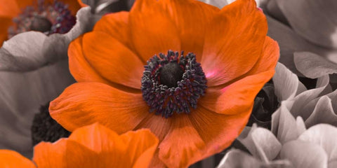 AF20111223 Anemone 008C15-2 RedC01 White Modern Wood Framed Art Print with Double Matting by Frank, Assaf