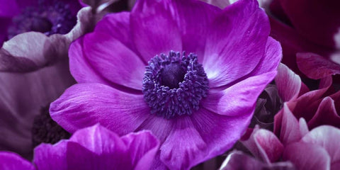 AF20111223 Anemone 008C16 Black Ornate Wood Framed Art Print with Double Matting by Frank, Assaf