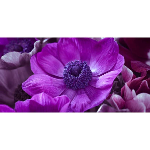 AF20111223 Anemone 008C16 White Modern Wood Framed Art Print by Frank, Assaf