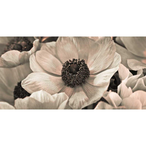 AF20111223 Anemone 008C18 White Modern Wood Framed Art Print by Frank, Assaf