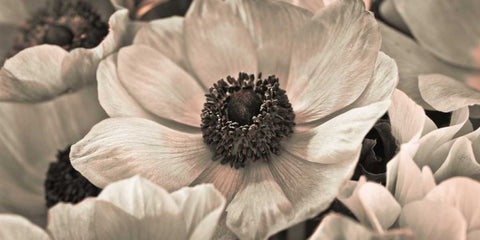 AF20111223 Anemone 008C18 White Modern Wood Framed Art Print with Double Matting by Frank, Assaf