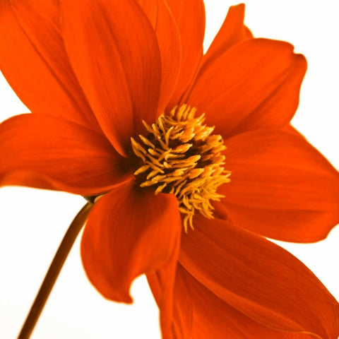 AF20110714 Dahlia 106C03 White Modern Wood Framed Art Print with Double Matting by Frank, Assaf