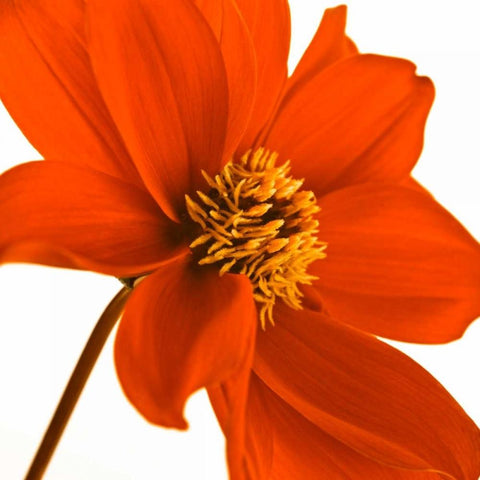 AF20110714 Dahlia 106C03 Black Modern Wood Framed Art Print by Frank, Assaf