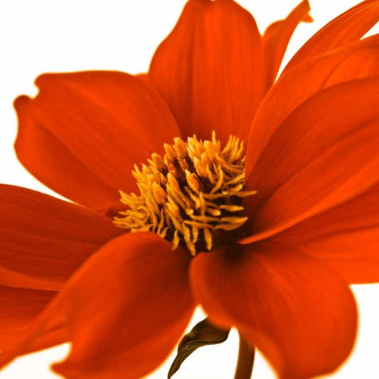 Image Only
