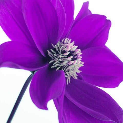 AF20110714 Dahlia 106C05 White Modern Wood Framed Art Print with Double Matting by Frank, Assaf