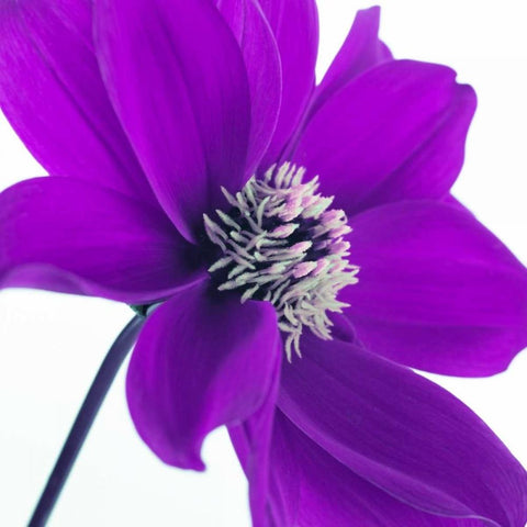 AF20110714 Dahlia 106C05 Gold Ornate Wood Framed Art Print with Double Matting by Frank, Assaf