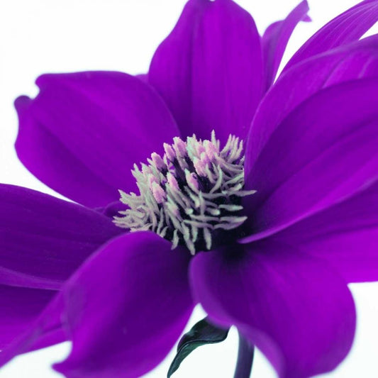 Image Only