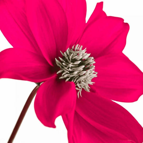 AF20110714 Dahlia 106C13 Gold Ornate Wood Framed Art Print with Double Matting by Frank, Assaf