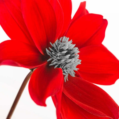 AF20110714 Dahlia 106C15 Gold Ornate Wood Framed Art Print with Double Matting by Frank, Assaf