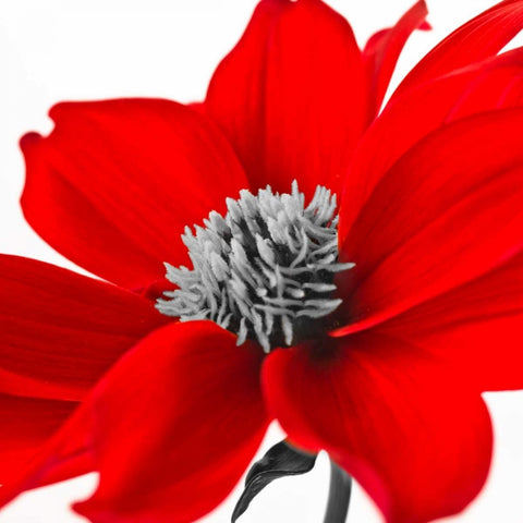 AF20110714 Dahlia 107C15 Black Ornate Wood Framed Art Print with Double Matting by Frank, Assaf