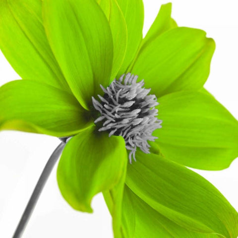 AF20110714 Dahlia 106C15 Green Gold Ornate Wood Framed Art Print with Double Matting by Frank, Assaf