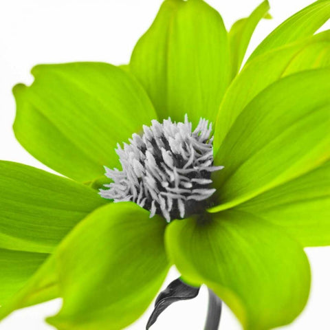 AF20110714 Dahlia 107C15 Green Black Modern Wood Framed Art Print with Double Matting by Frank, Assaf