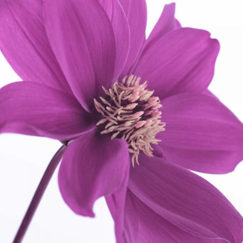 AF20110714 Dahlia 106C16 Gold Ornate Wood Framed Art Print with Double Matting by Frank, Assaf