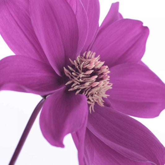 Image Only