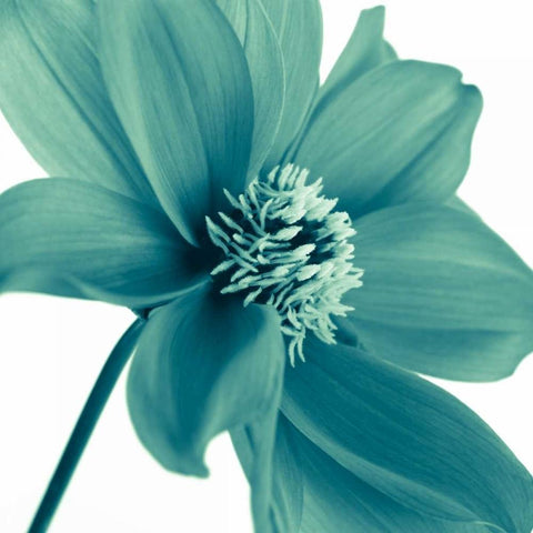 AF20110714 Dahlia 106C11 Black Modern Wood Framed Art Print with Double Matting by Frank, Assaf