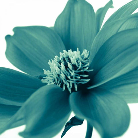 AF20110714 Dahlia 107C06 Black Modern Wood Framed Art Print with Double Matting by Frank, Assaf