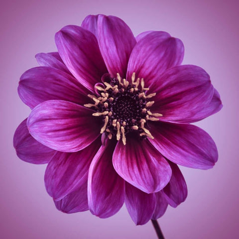 AF20110818 Dahlia 016C13bC01 White Modern Wood Framed Art Print with Double Matting by Frank, Assaf