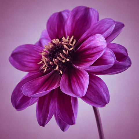 AF20110818 Dahlia 041C13 Black Modern Wood Framed Art Print by Frank, Assaf