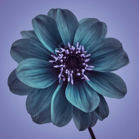 Image Only