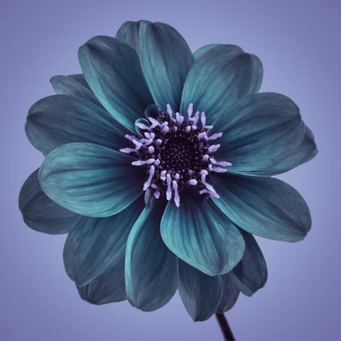 AF20110818 Dahlia 016C19bC01 Black Modern Wood Framed Art Print with Double Matting by Frank, Assaf