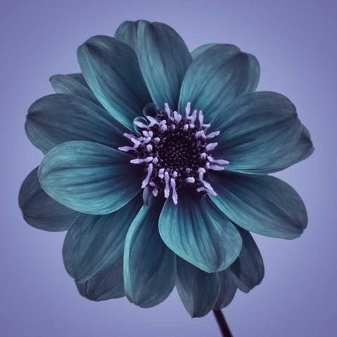 AF20110818 Dahlia 016C19bC01 White Modern Wood Framed Art Print with Double Matting by Frank, Assaf