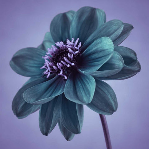 AF20110818 Dahlia 041C14 Black Ornate Wood Framed Art Print with Double Matting by Frank, Assaf