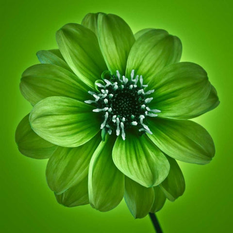 AF20110818 Dahlia 027C04 GreenC01 Gold Ornate Wood Framed Art Print with Double Matting by Frank, Assaf