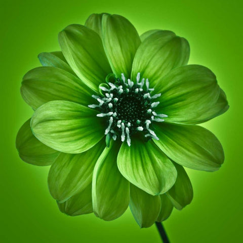 AF20110818 Dahlia 027C04 GreenC01 White Modern Wood Framed Art Print with Double Matting by Frank, Assaf