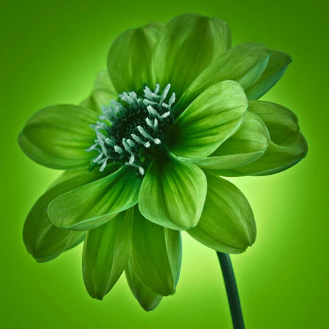 AF20110818 Dahlia 045C04 GreenC01 Black Ornate Wood Framed Art Print with Double Matting by Frank, Assaf