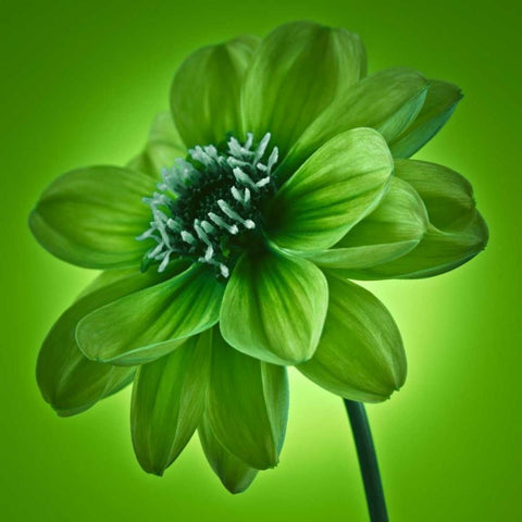 AF20110818 Dahlia 045C04 GreenC01 White Modern Wood Framed Art Print by Frank, Assaf