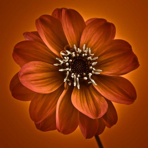 AF20110818 Dahlia 027C10 Black Modern Wood Framed Art Print with Double Matting by Frank, Assaf