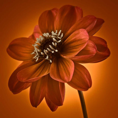 AF20110818 Dahlia 045C10 Black Modern Wood Framed Art Print with Double Matting by Frank, Assaf