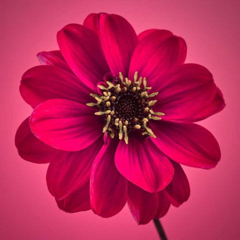 AF20110818 Dahlia 030C11 Black Modern Wood Framed Art Print with Double Matting by Frank, Assaf