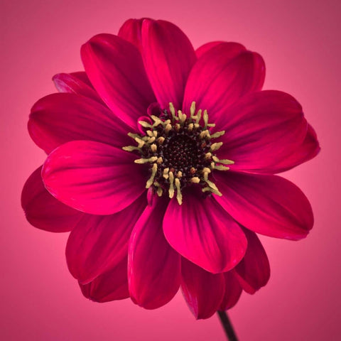 AF20110818 Dahlia 030C11 White Modern Wood Framed Art Print with Double Matting by Frank, Assaf