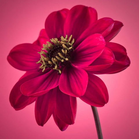 AF20110818 Dahlia 049C10 White Modern Wood Framed Art Print with Double Matting by Frank, Assaf