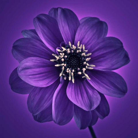 AF20110818 Dahlia 027C11 Black Modern Wood Framed Art Print with Double Matting by Frank, Assaf