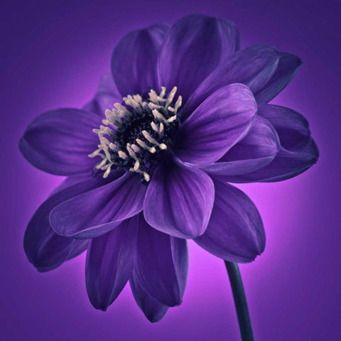 AF20110818 Dahlia 045C11 White Modern Wood Framed Art Print by Frank, Assaf