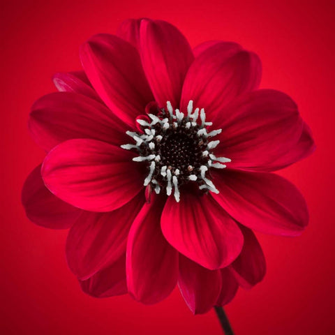 AF20110818 Dahlia 026C10 Black Ornate Wood Framed Art Print with Double Matting by Frank, Assaf